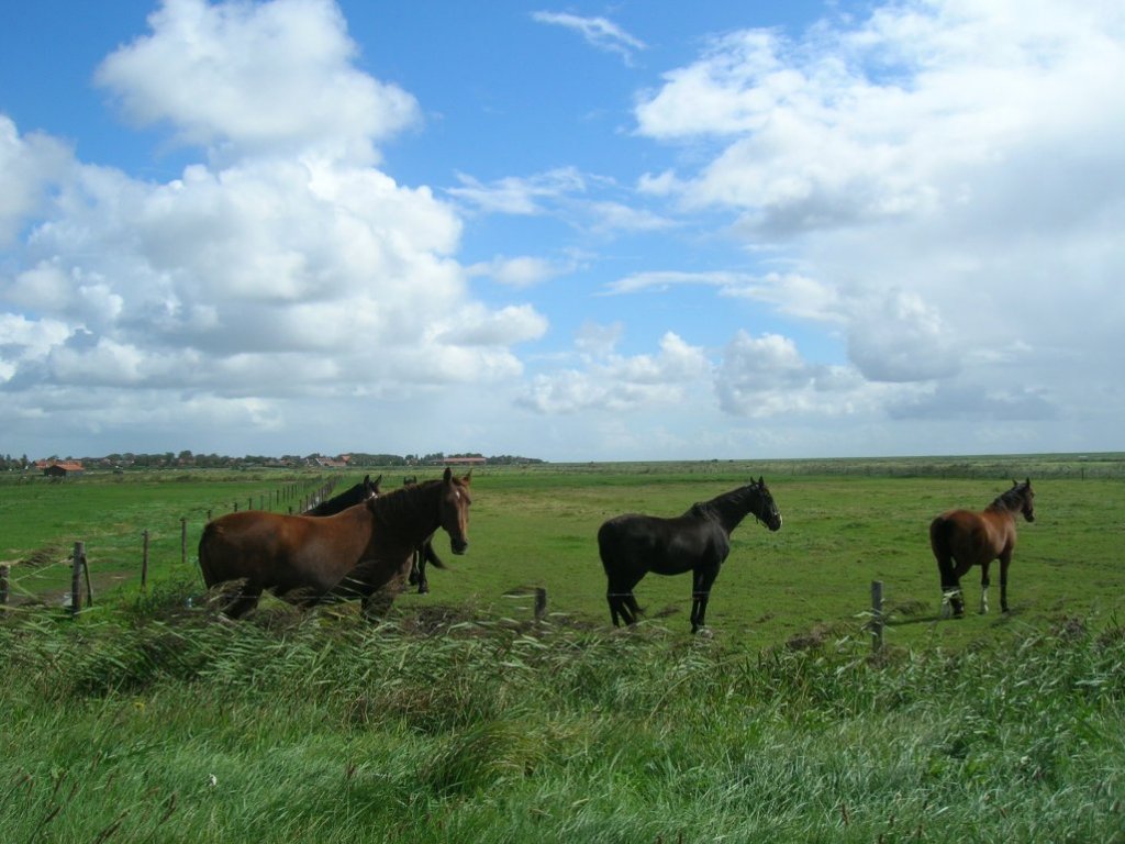 Ameland Island